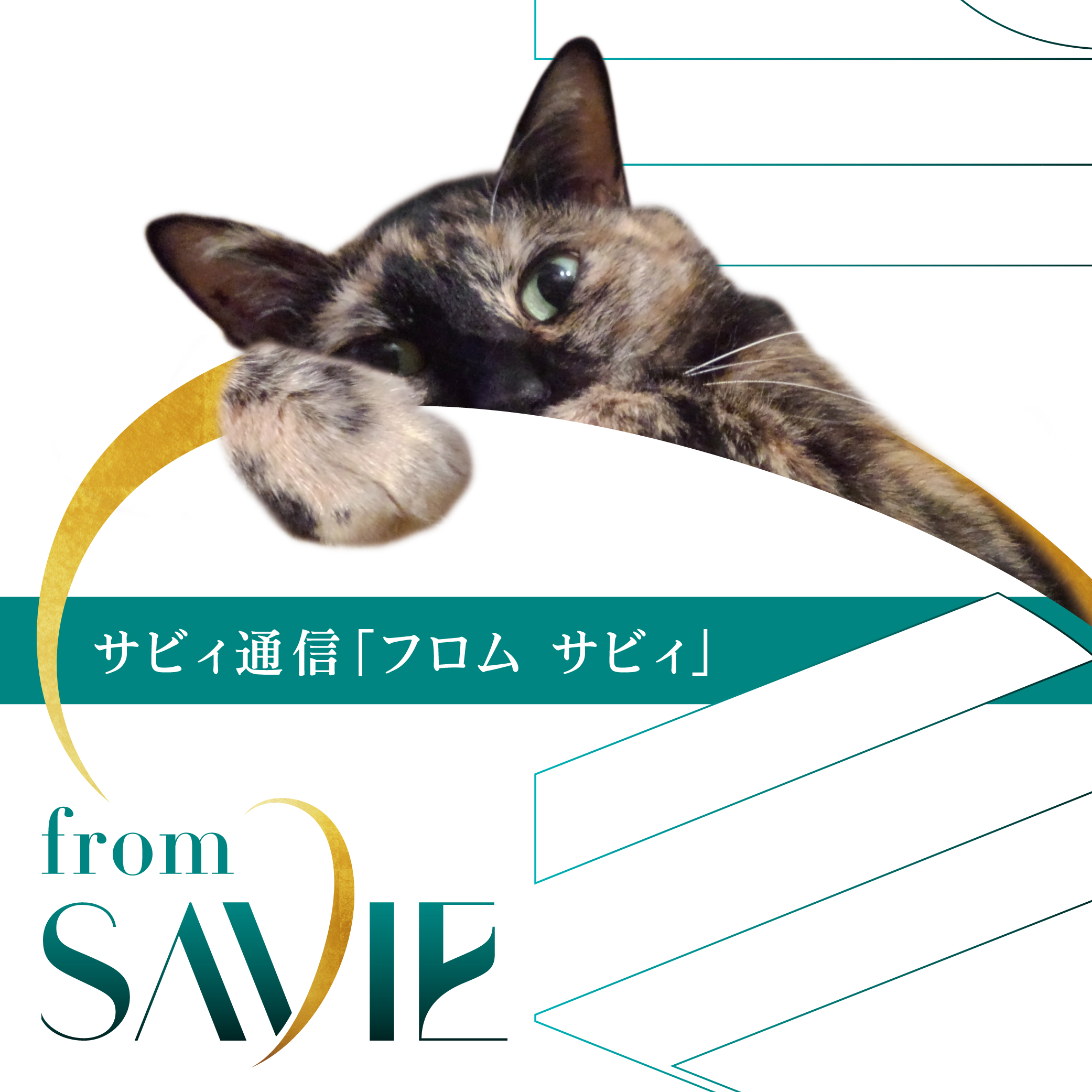 SAVIE通信